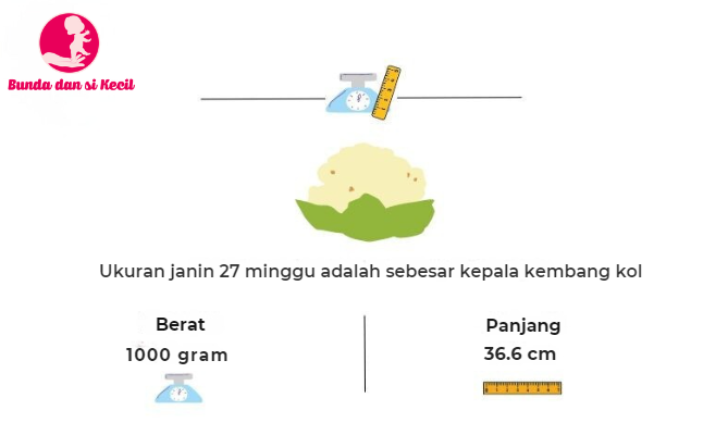 kehamilan 27 minggu, perkembangan bayi, trimester ketiga, kesehatan ibu hamil, cegukan janin, Bunda, si Kecil, Ibu Hamil 